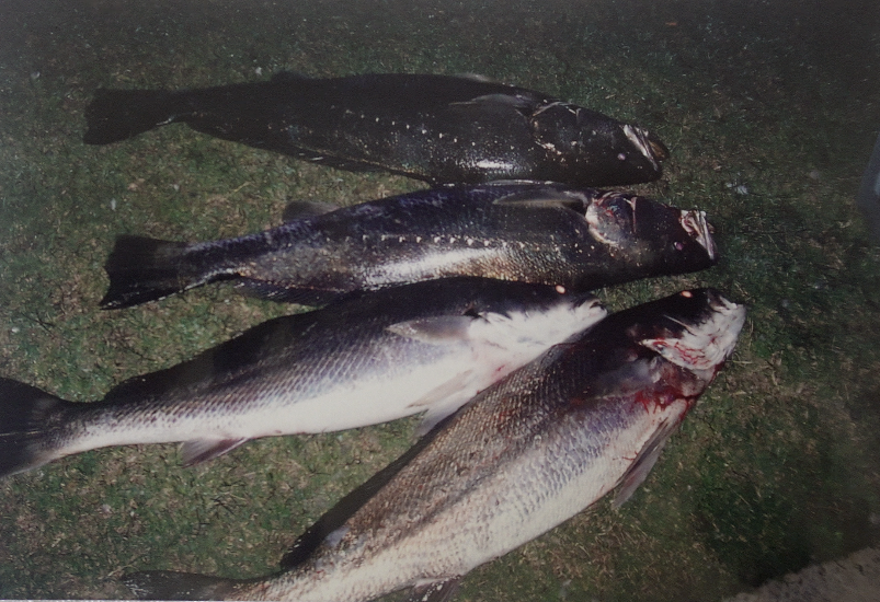 How to catch big Mulloway in reefs