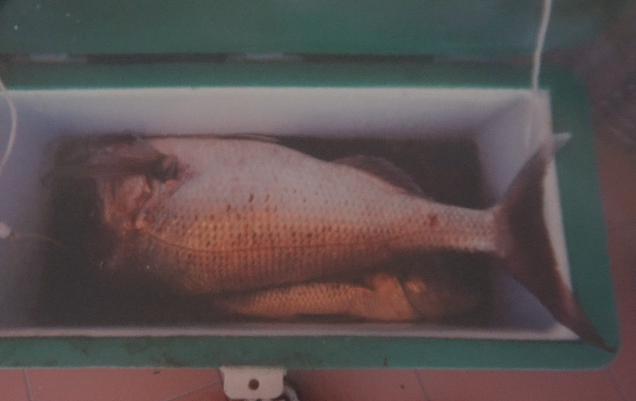 Secret Snapper Rig