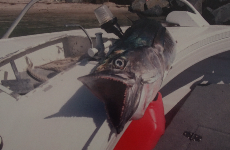 DIY Mackerel trolling rigs