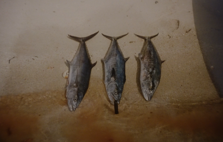 Mackerel live bait rigs