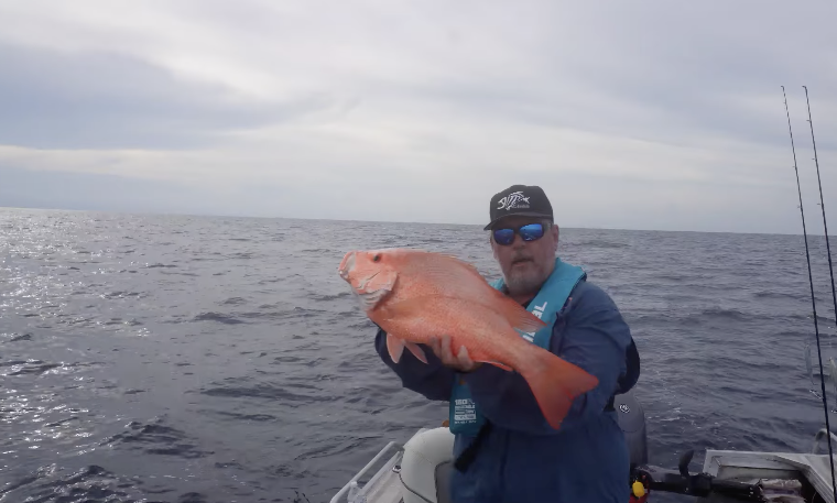 Reef Fish