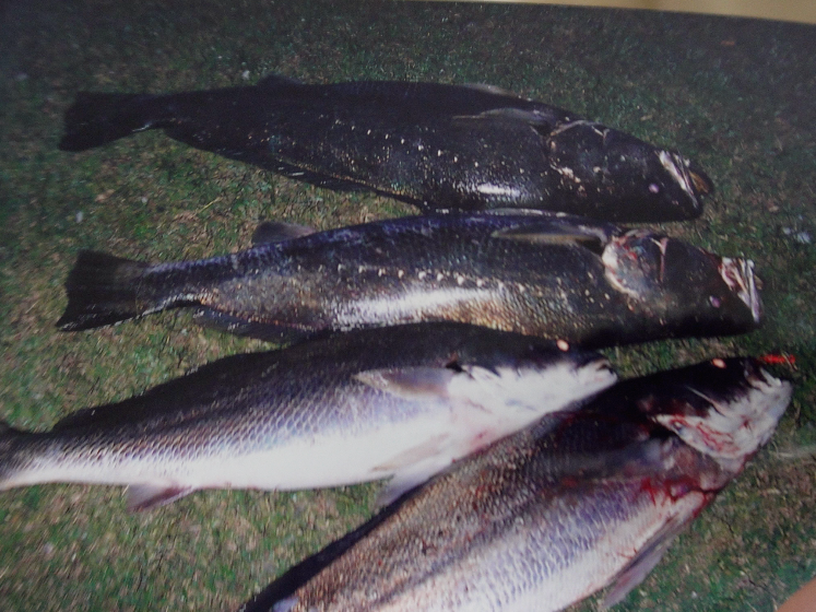 Large Mulloway caught using dependable mulloway fishing gear in Australian waters
