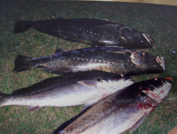 Gold Coast fishing spots