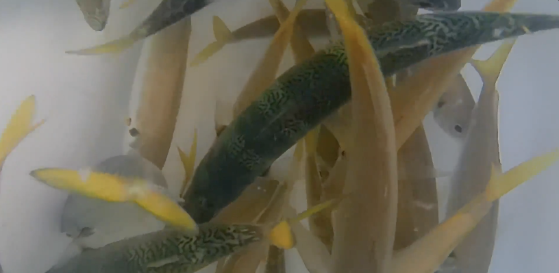 live bait fishing guide