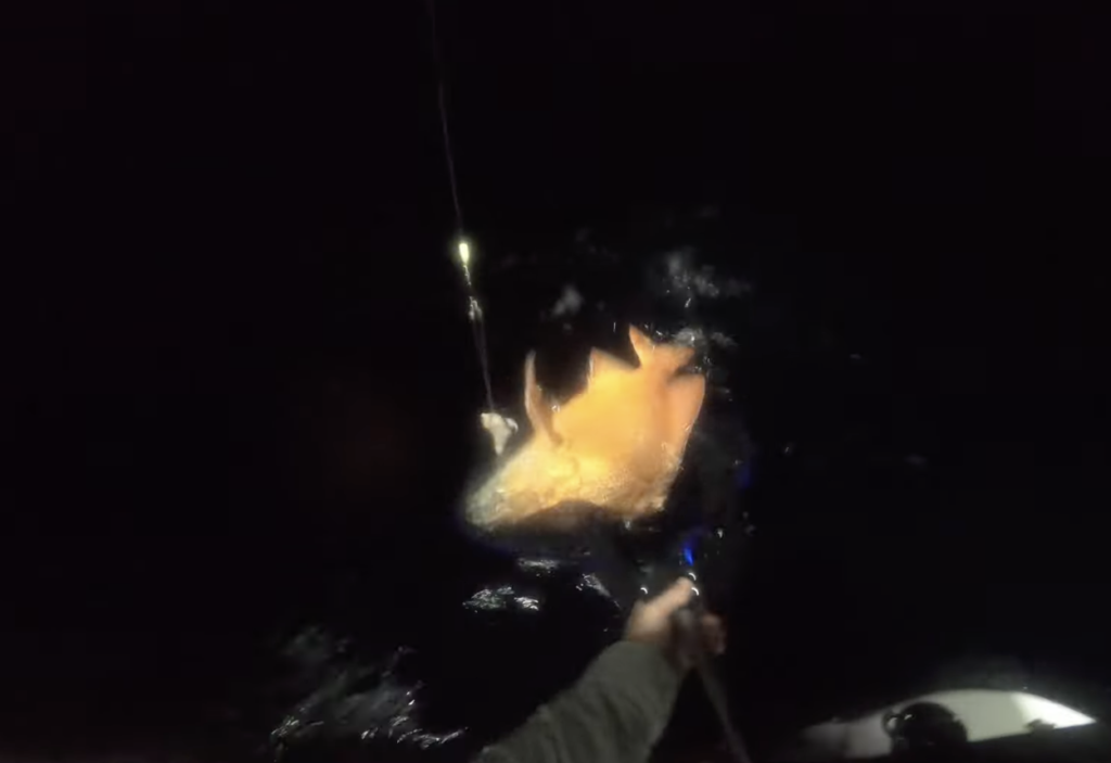 red emperor fishing